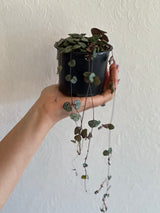 Chain of Hearts